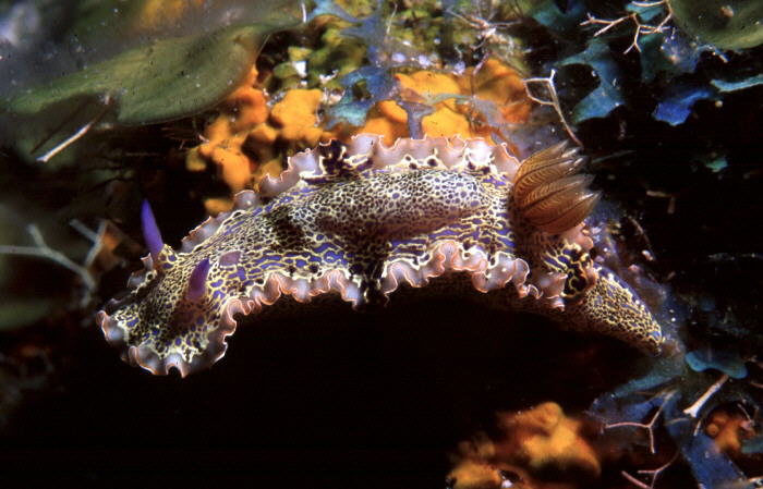 Hypselodoris acriba